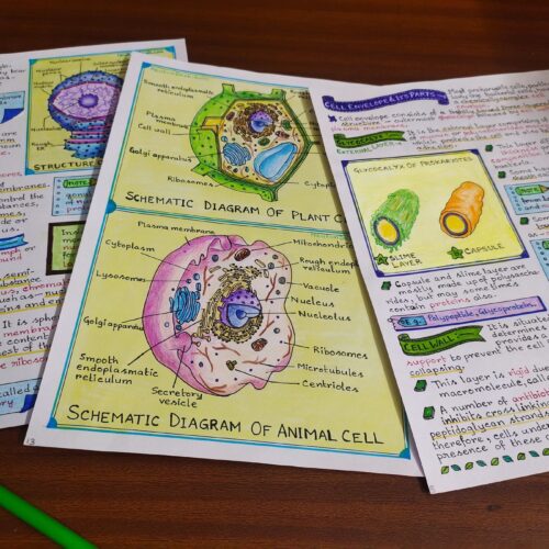 cell structure and function biology notes sample 5