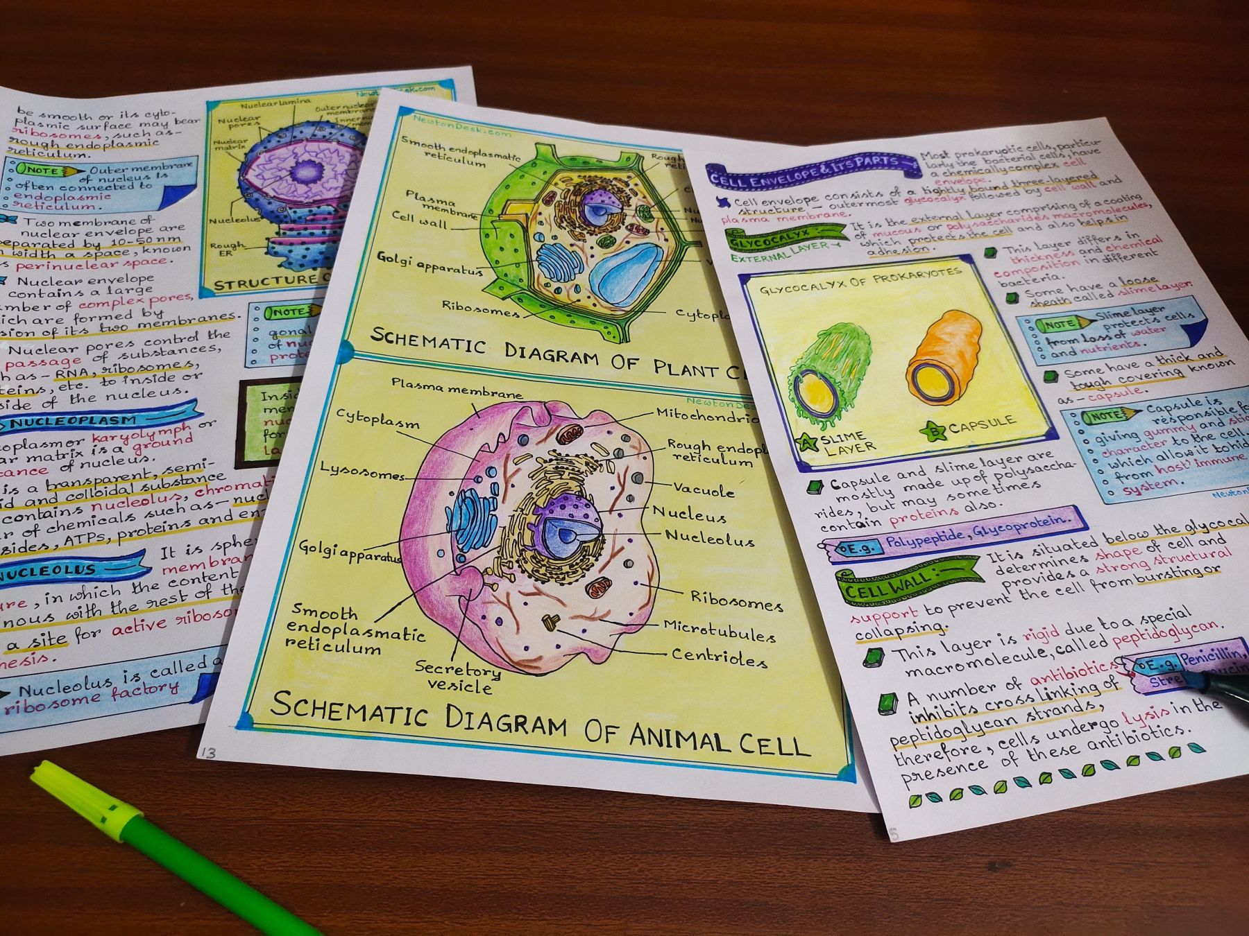 cell structure and function biology notes sample 5