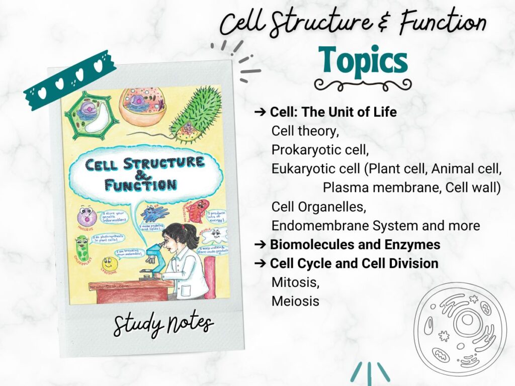 Cell Structure and Function Aesthetic Notes [PDF] | For High School ...