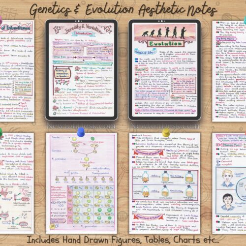 genetics heredity and evolution biology handwritten aesthetic notes sample images for high school grade 12, IGCSE, GCSE, IB Biology