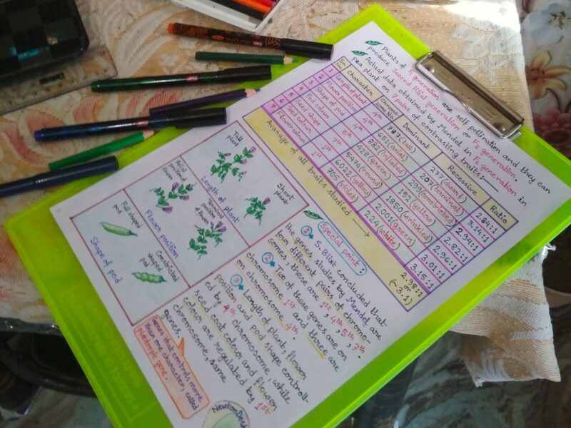 A Level Genetics & Evolution Notes PDF | Biology Revision | NewtonDesk